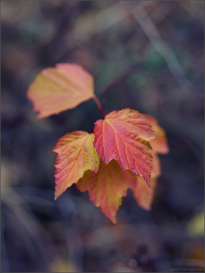 / Цвет осени  /