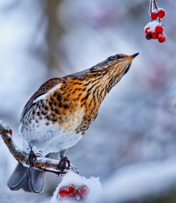 Зимний десерт