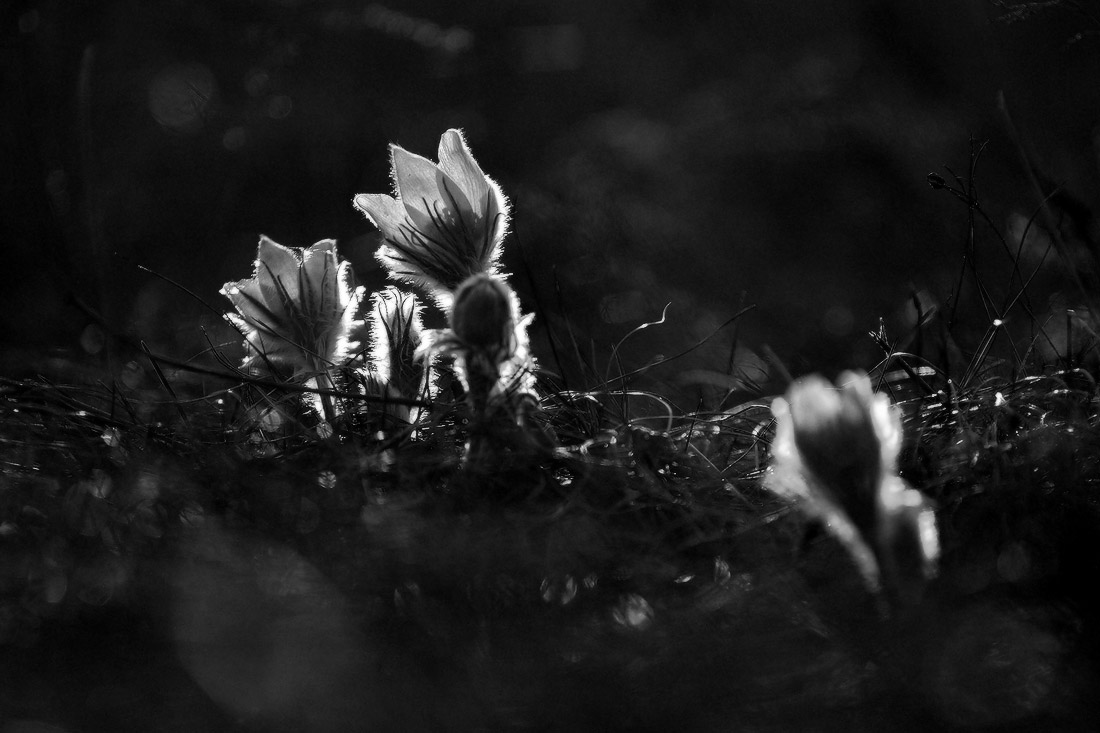 солнечные смотрители