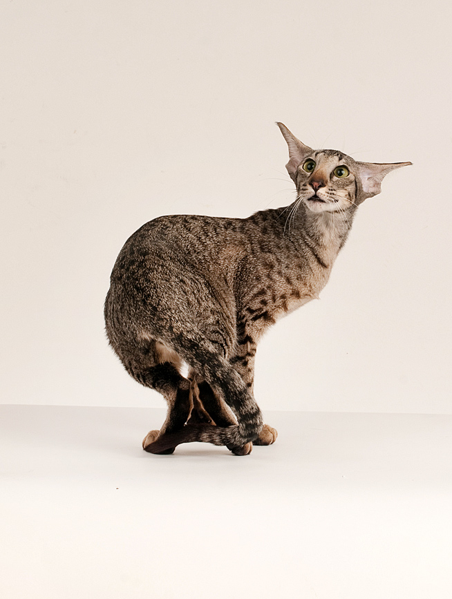 Жизель...кошачья