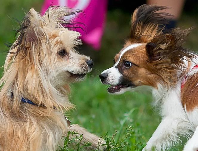 Знакомство ...