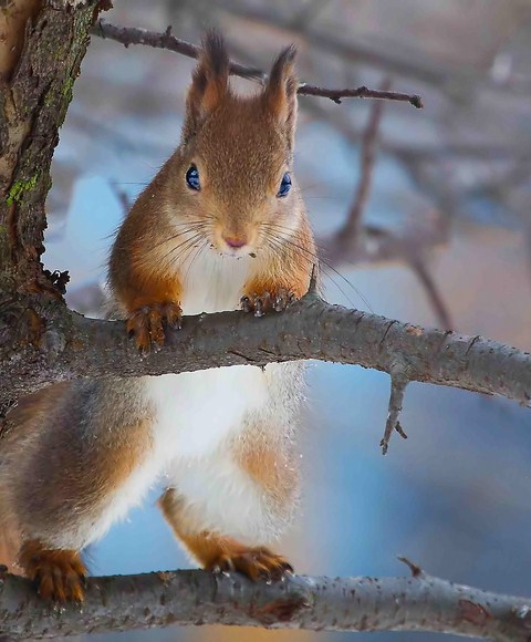 Предвыборная агитация ...