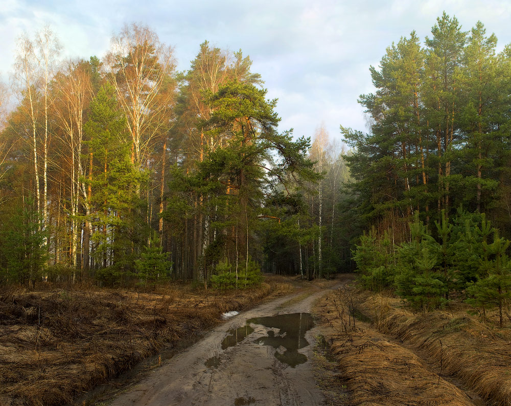 Дорога зовущая в лес