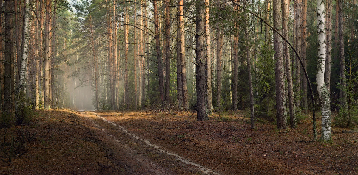 Весенний лес