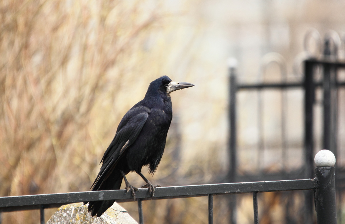 Портрет хозяина кладбищ