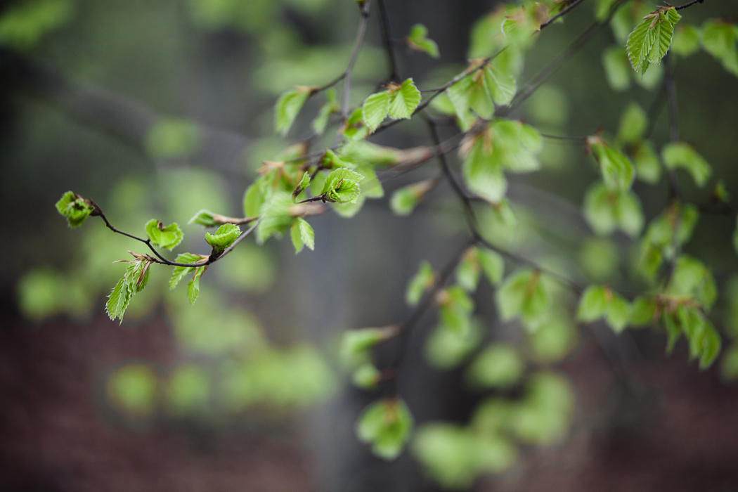 Апрельская открытка