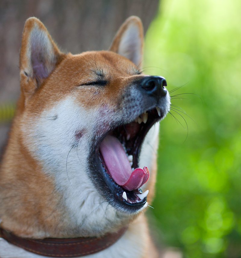 Не выспался ...