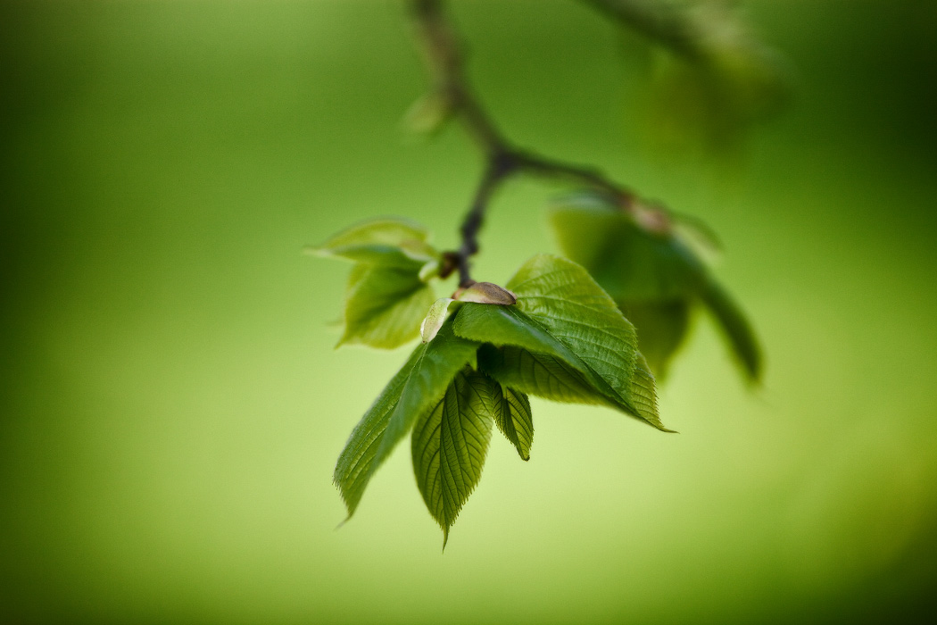 Зеленое на Зеленом