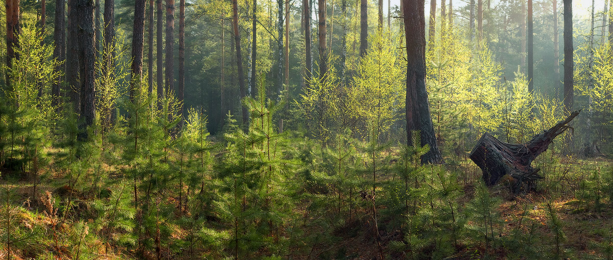 **Весенние кружева***