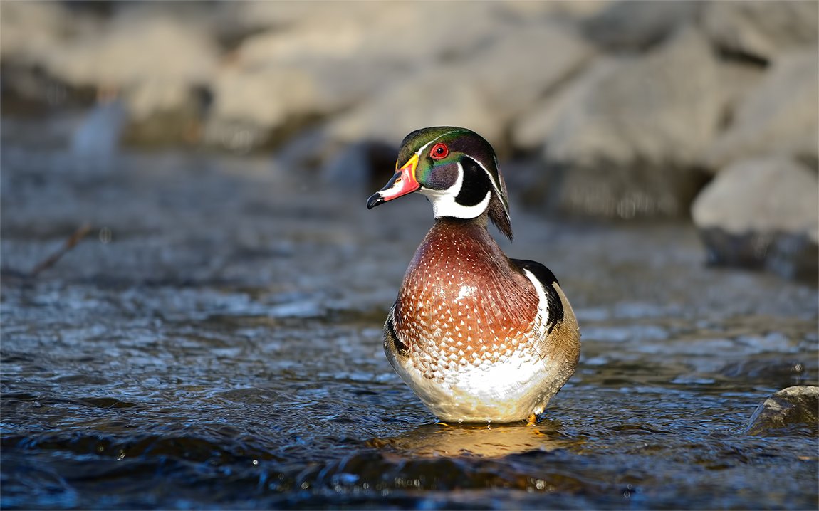 Wood duck (male)