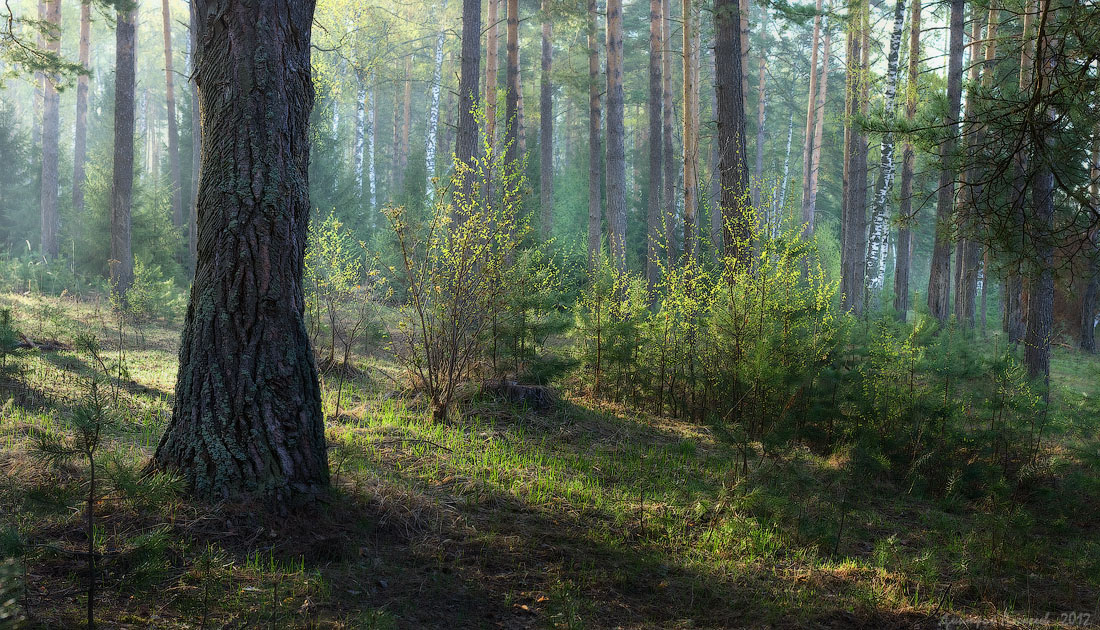 Весенний лес