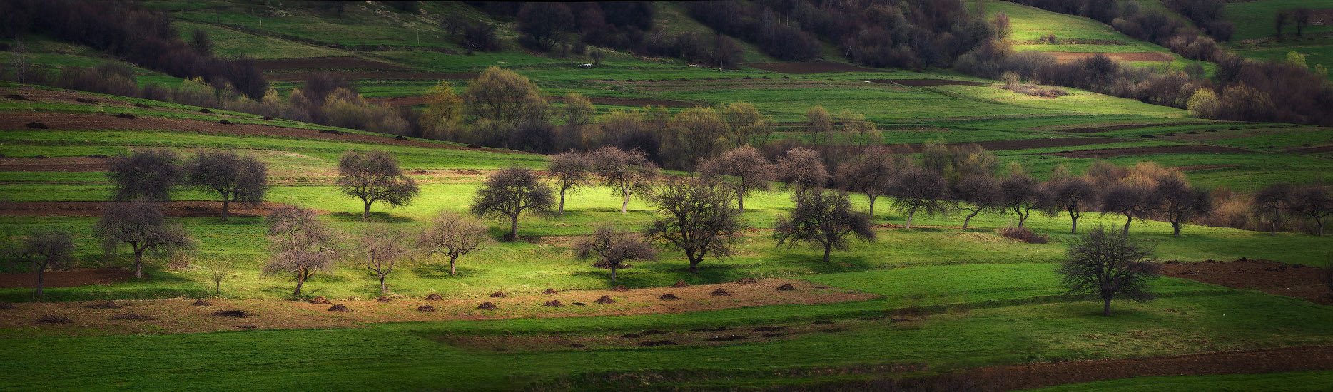 Яблоневый сад