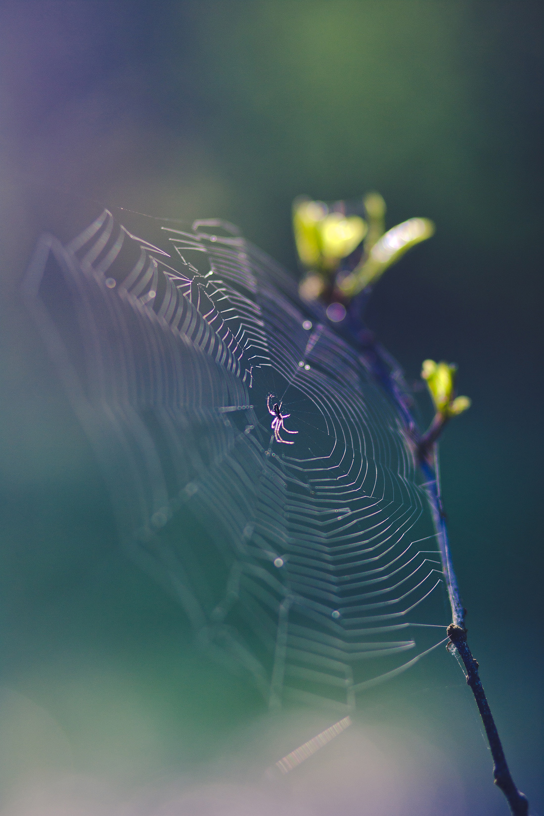 .......Лесная жизнь.......