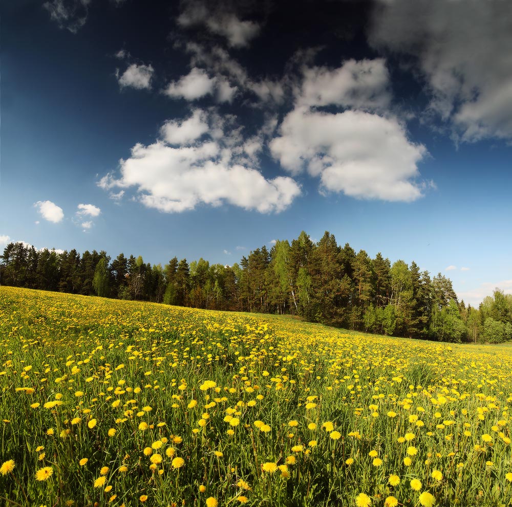 майская тема