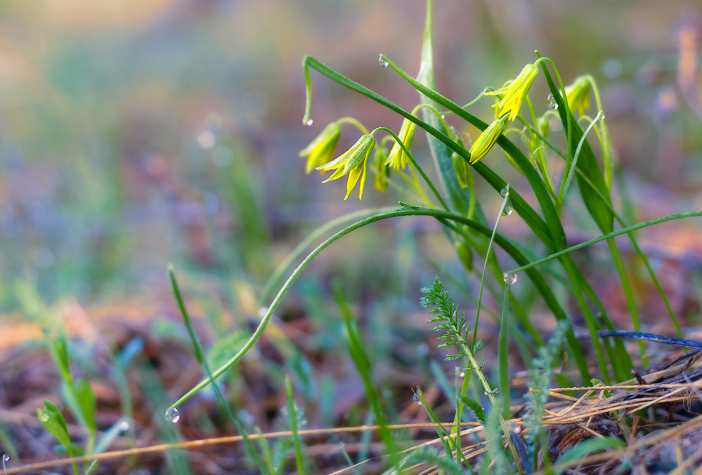 Весенняя палитра