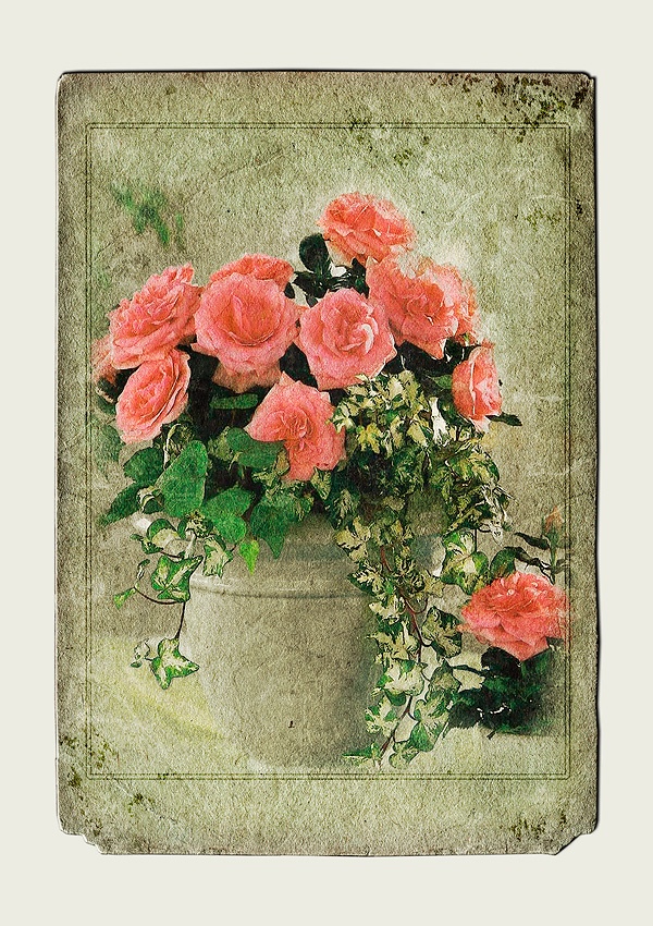 бабушкина роза