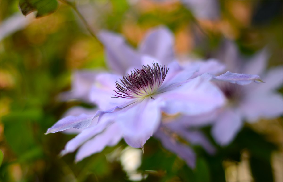 Clematis viorna