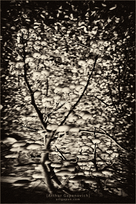 [ ГрибнЫе ЙаГодЫ ]