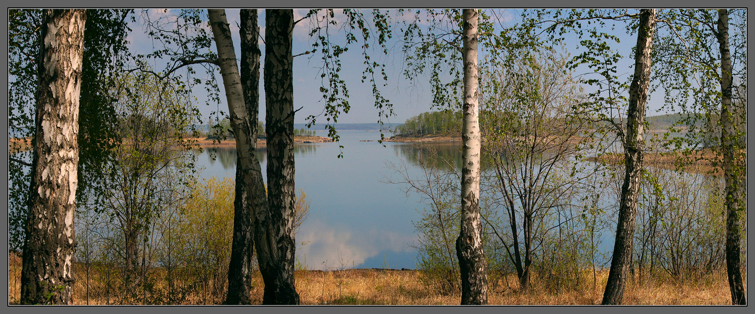 Березовый штрих-код