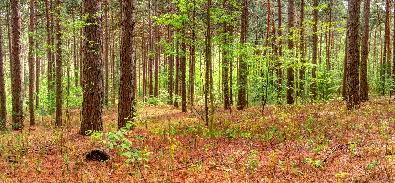 весенний лес Ганараска