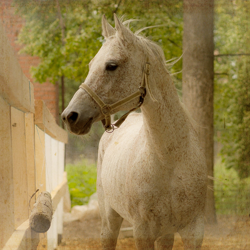 арабский друг