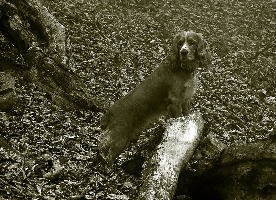 Осенний пес