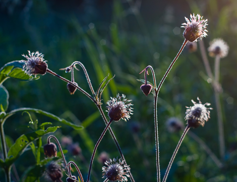 В контровом...