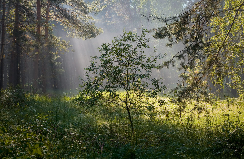 Июньский утренний этюд