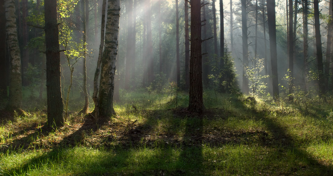 Светораздел