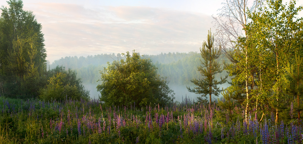 Цветение люпина