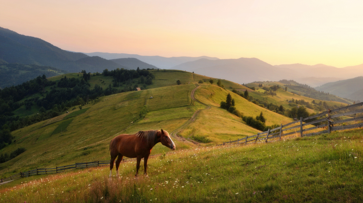 Про закарпатского коника...