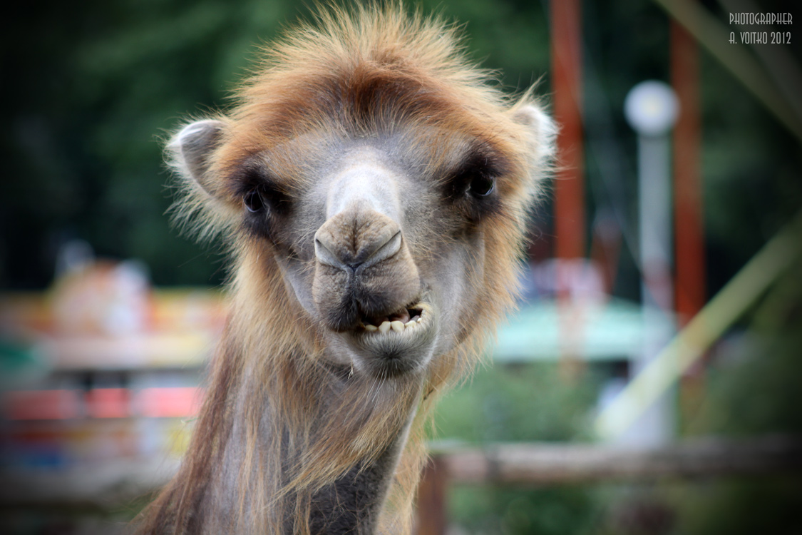 Фото на паспорт :)