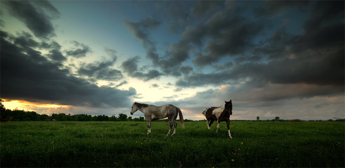 ....узды лишен и не стреножен