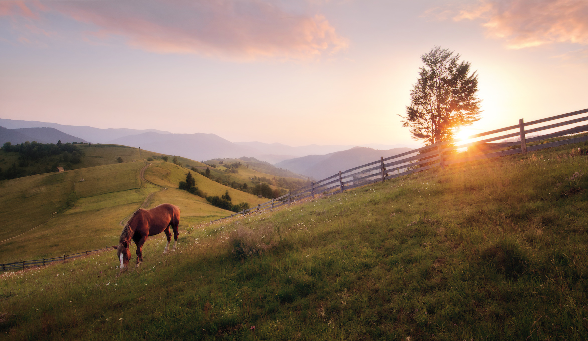 Про закарпатського коника... (3)
