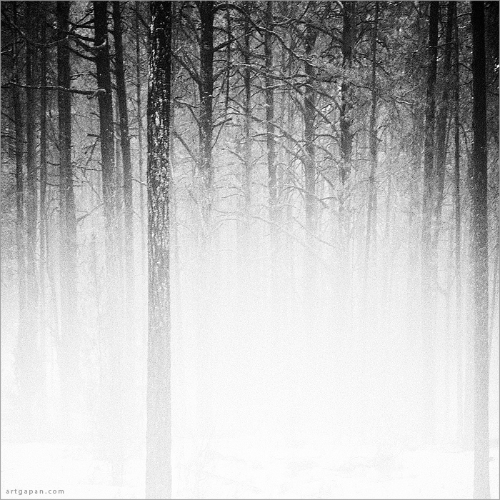 [ Лес & Молоко ]