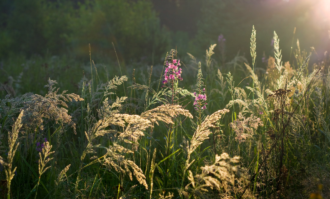 Цветение иван-чая