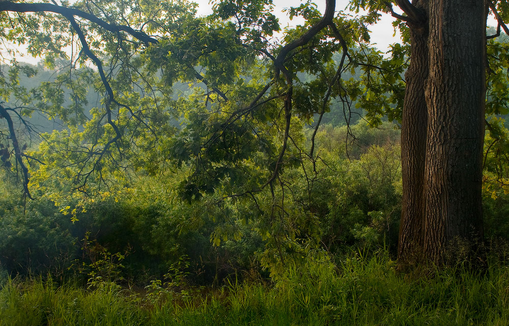 Этюд с дубами