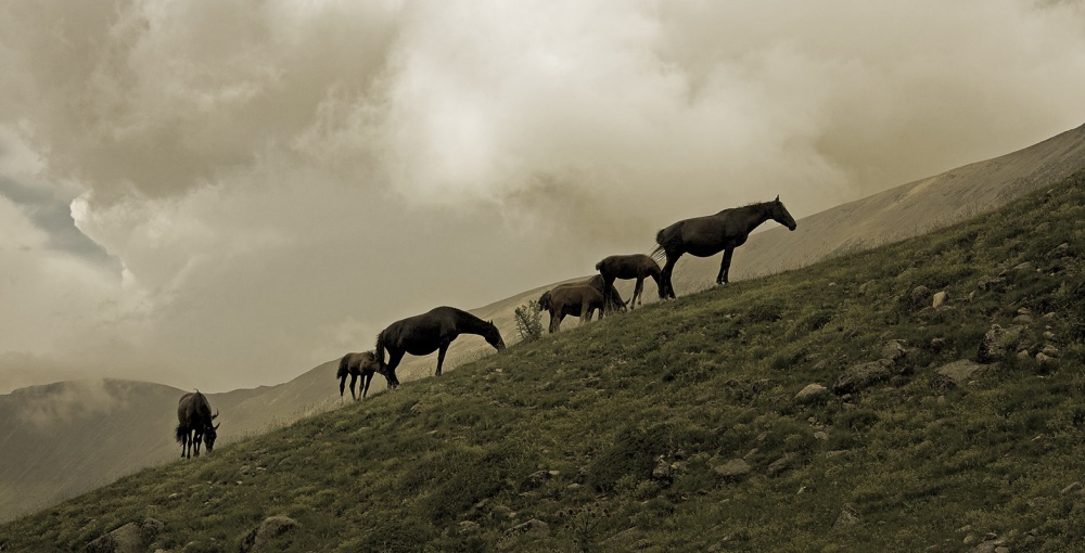 Вечернее пастбище
