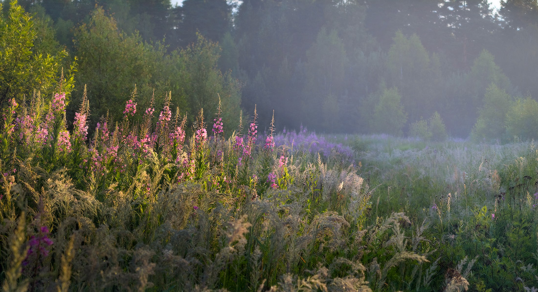 Утренний иван-чай