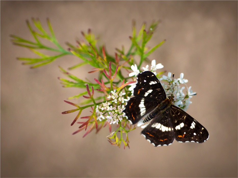 На темьяновом кусте