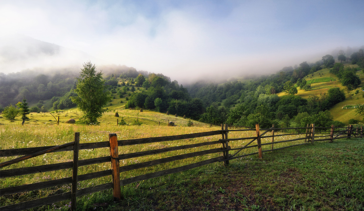 Утром после дождя...