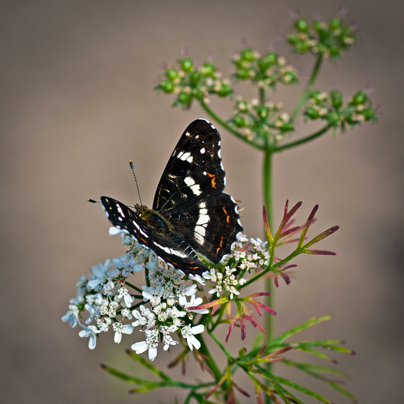 Пестрокрыльница изменчивая