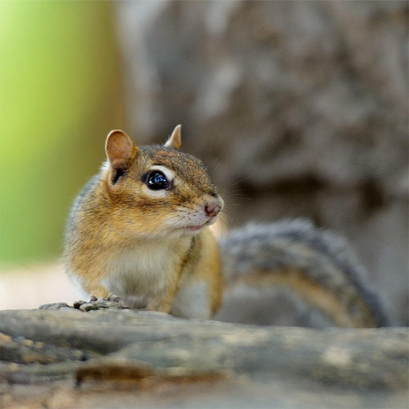 Chipmunk