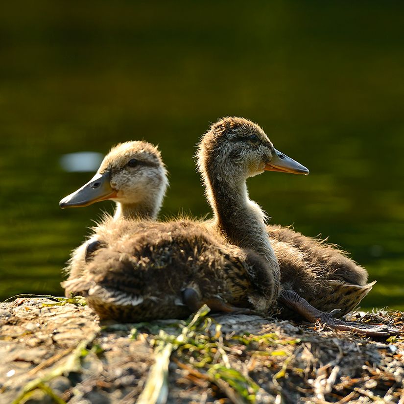 two baby duck'S