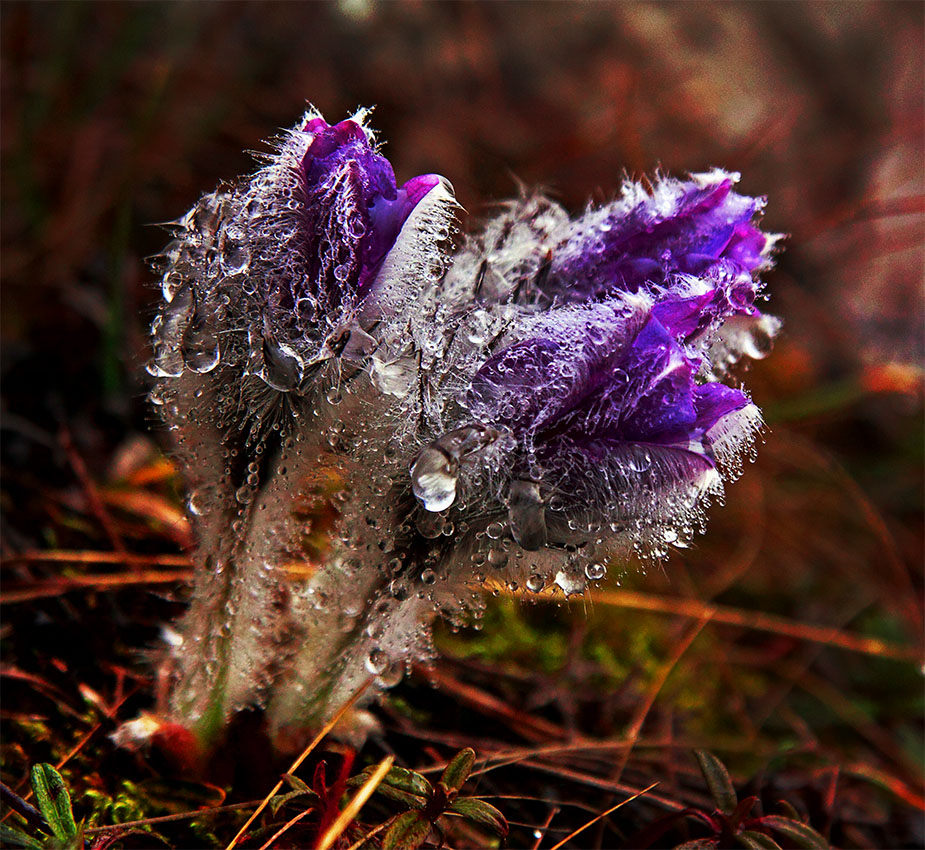 Бриллиантовая "прострельность"