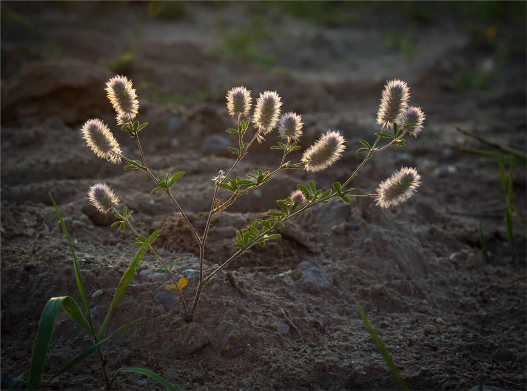 "Светлячки"