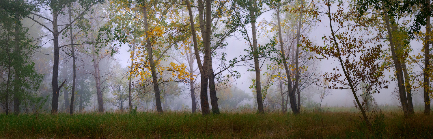 Туманный ритм