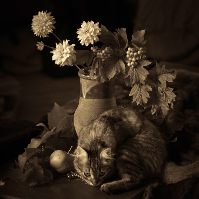 вариант с кошкой