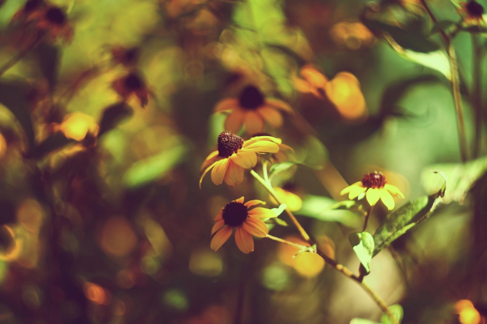 ромашковое