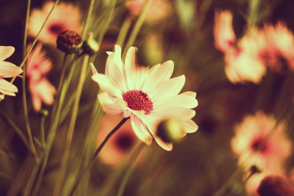 августовский вальс